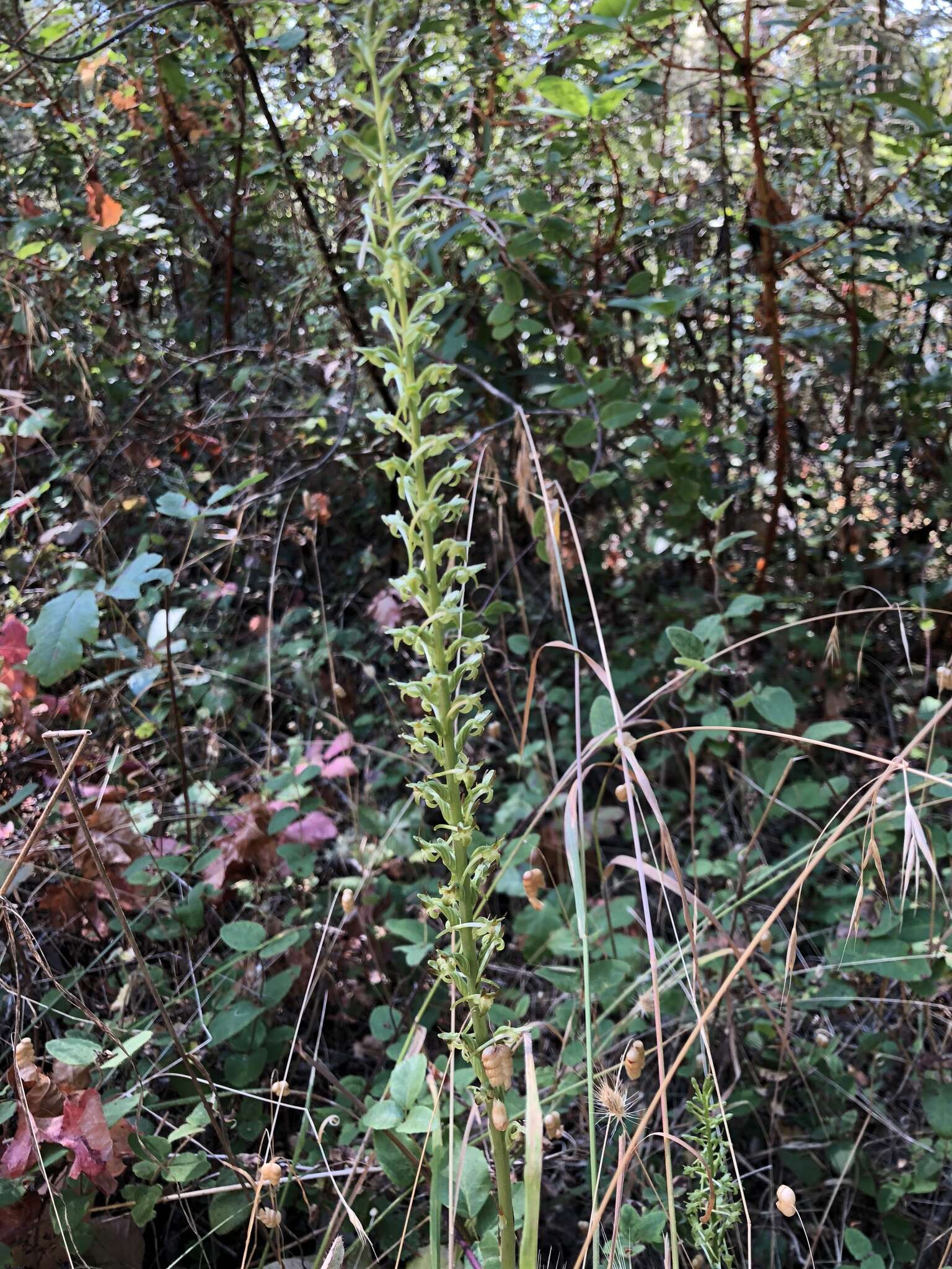 Image of Denseflower rein orchid