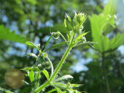 Image of Goosegrass