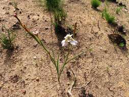 Image of Moraea cantharophila Goldblatt & J. C. Manning