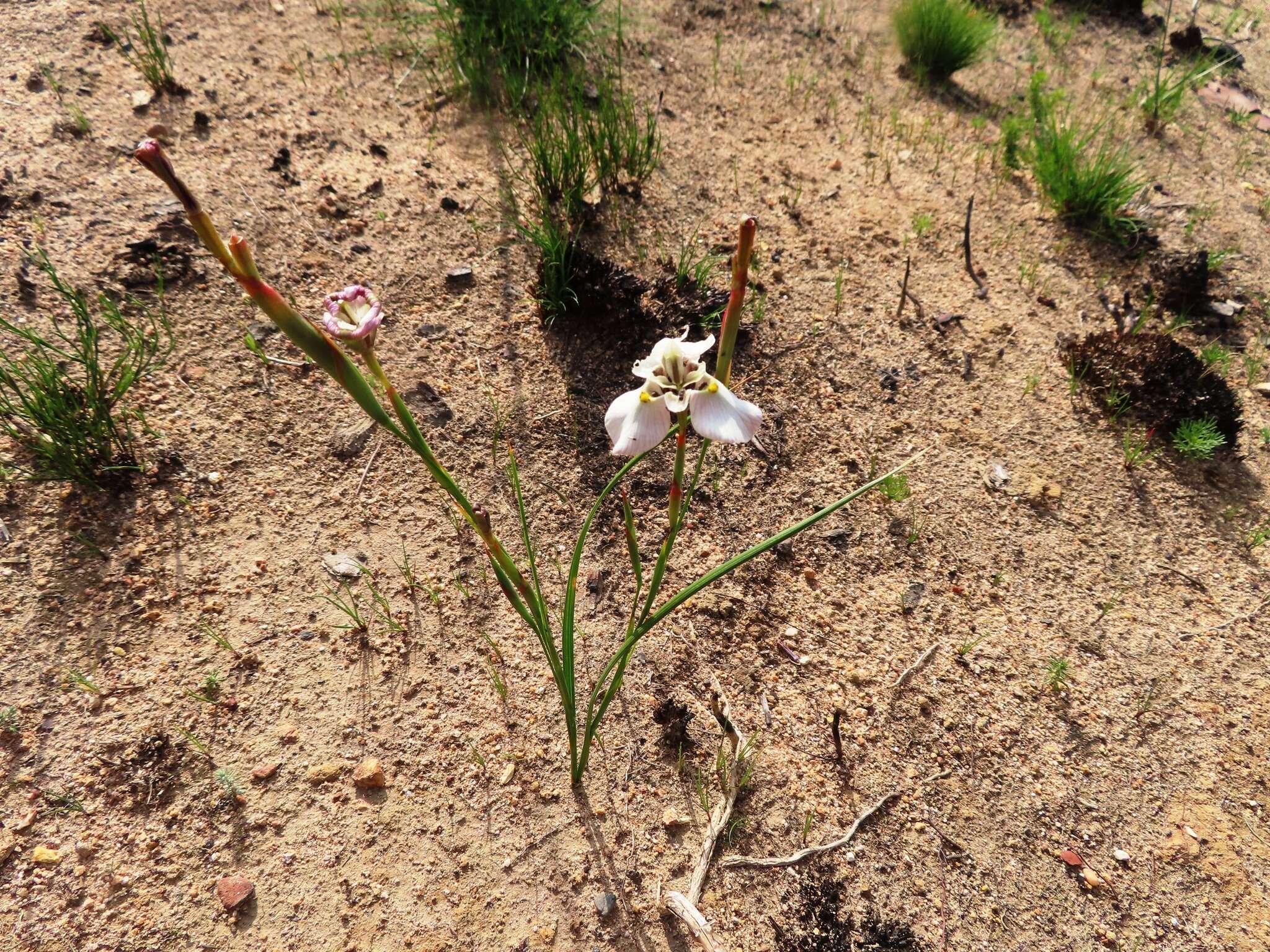 Image of Moraea cantharophila Goldblatt & J. C. Manning