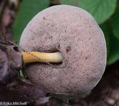 Plancia ëd Austroboletus gracilis (Peck) Wolfe 1980