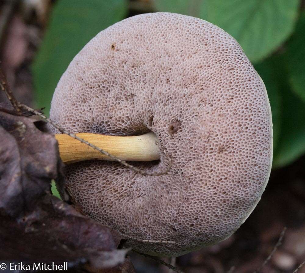 Plancia ëd Austroboletus gracilis (Peck) Wolfe 1980