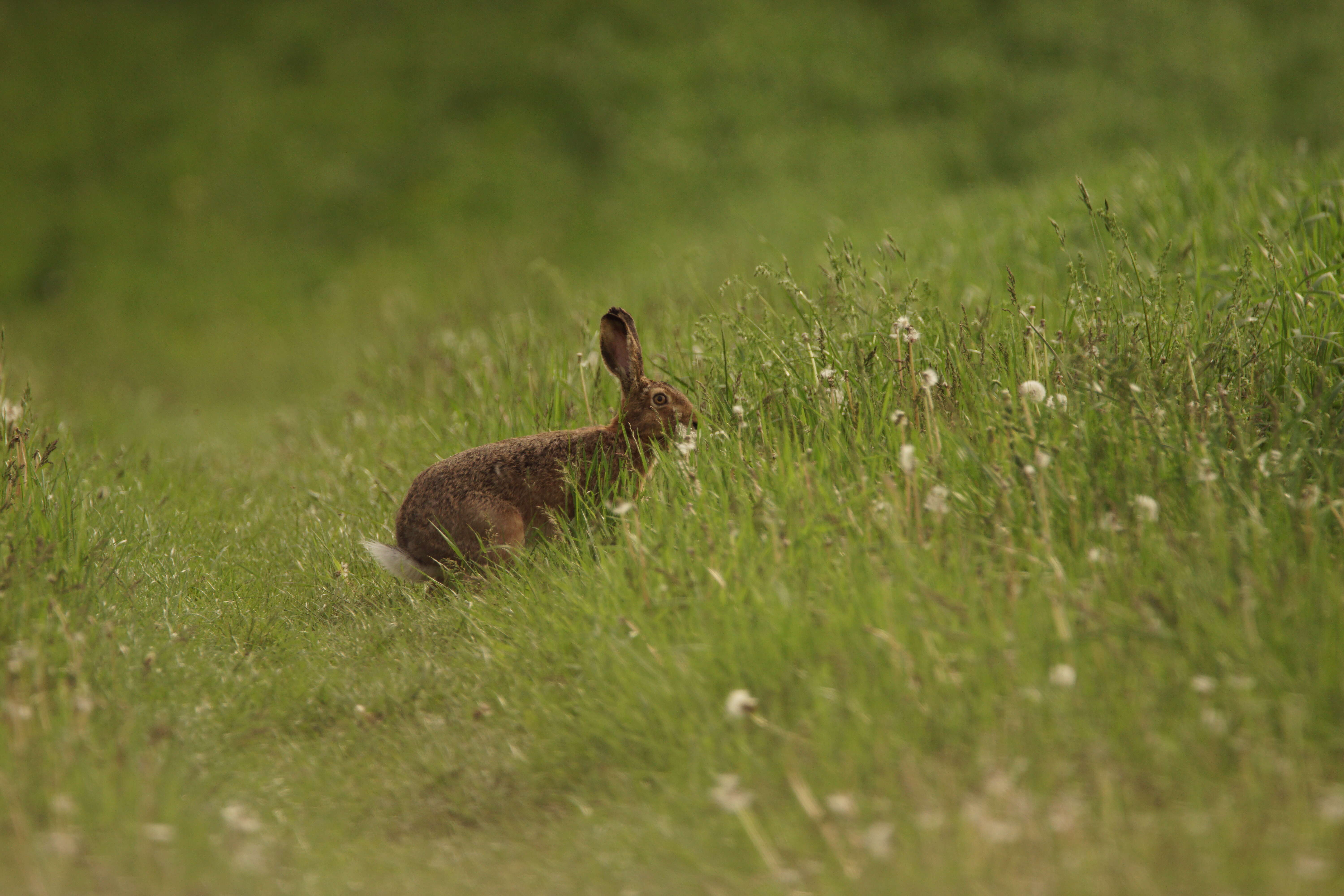 Image of brown hare, european hare