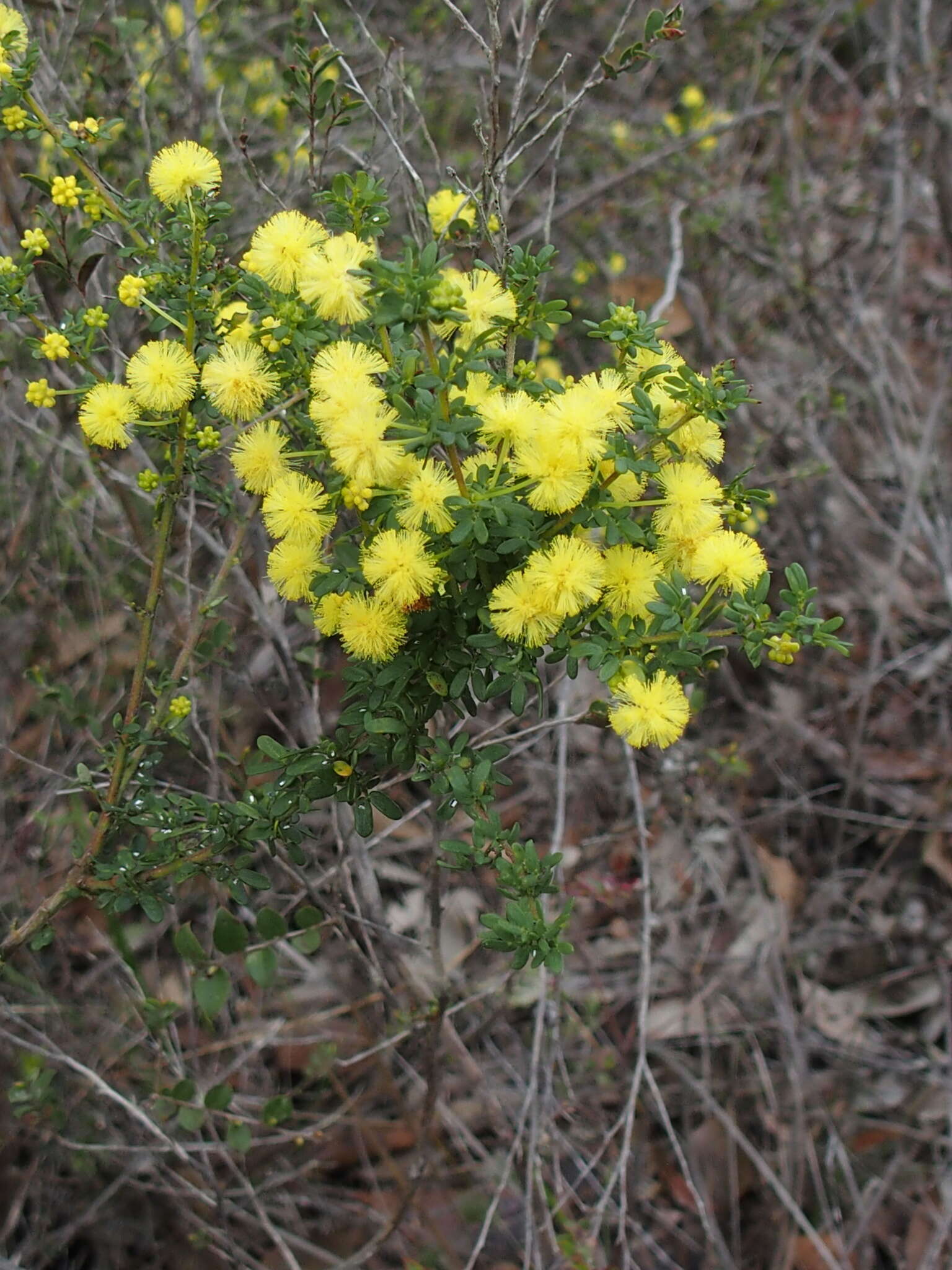 Image of Acacia lasiocarpa Benth.