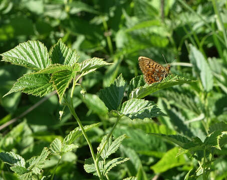 Image of <i>Boloria oscarus</i>