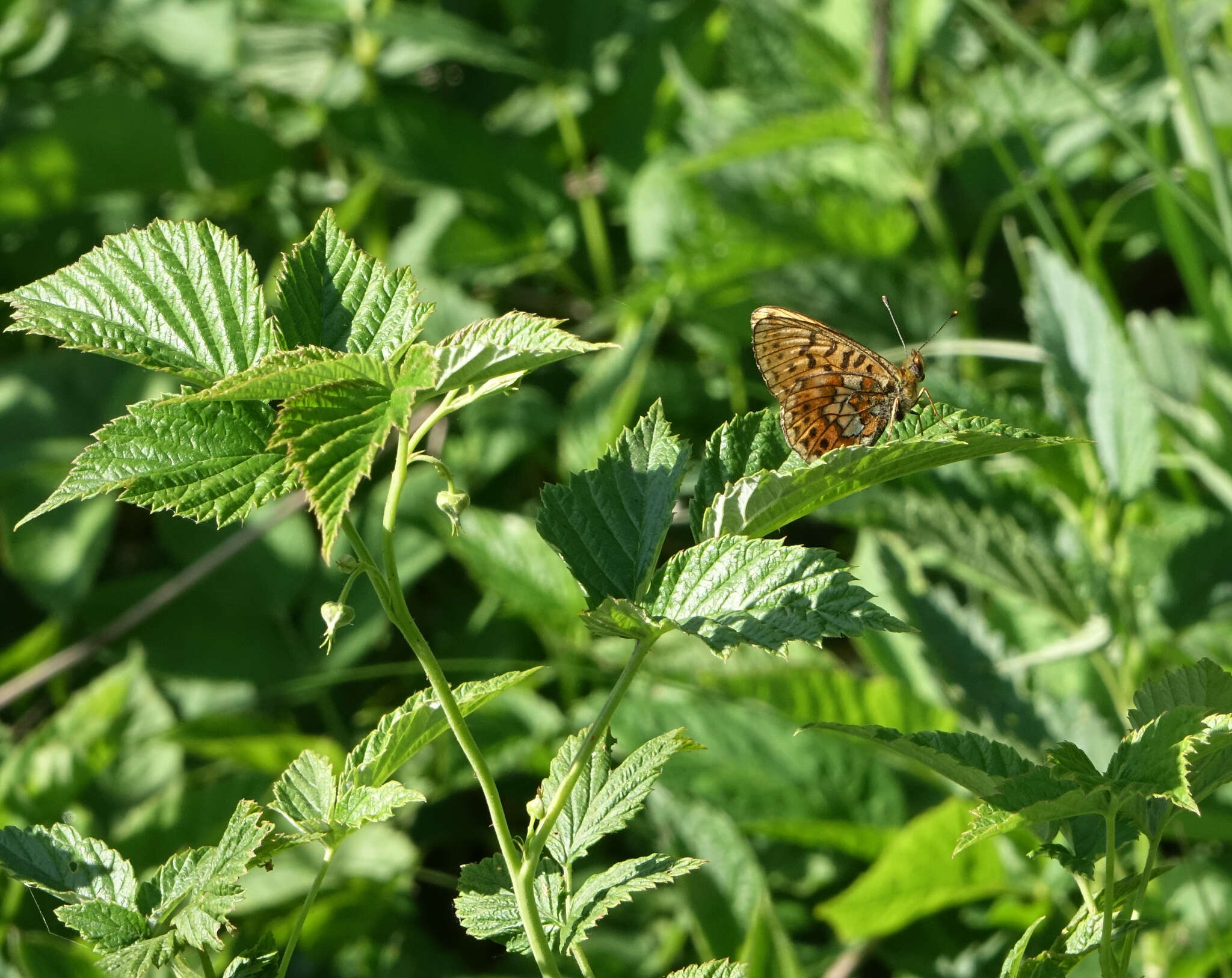 Image of <i>Boloria oscarus</i>