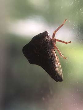 Image of Telamona ampelopsidis Harris