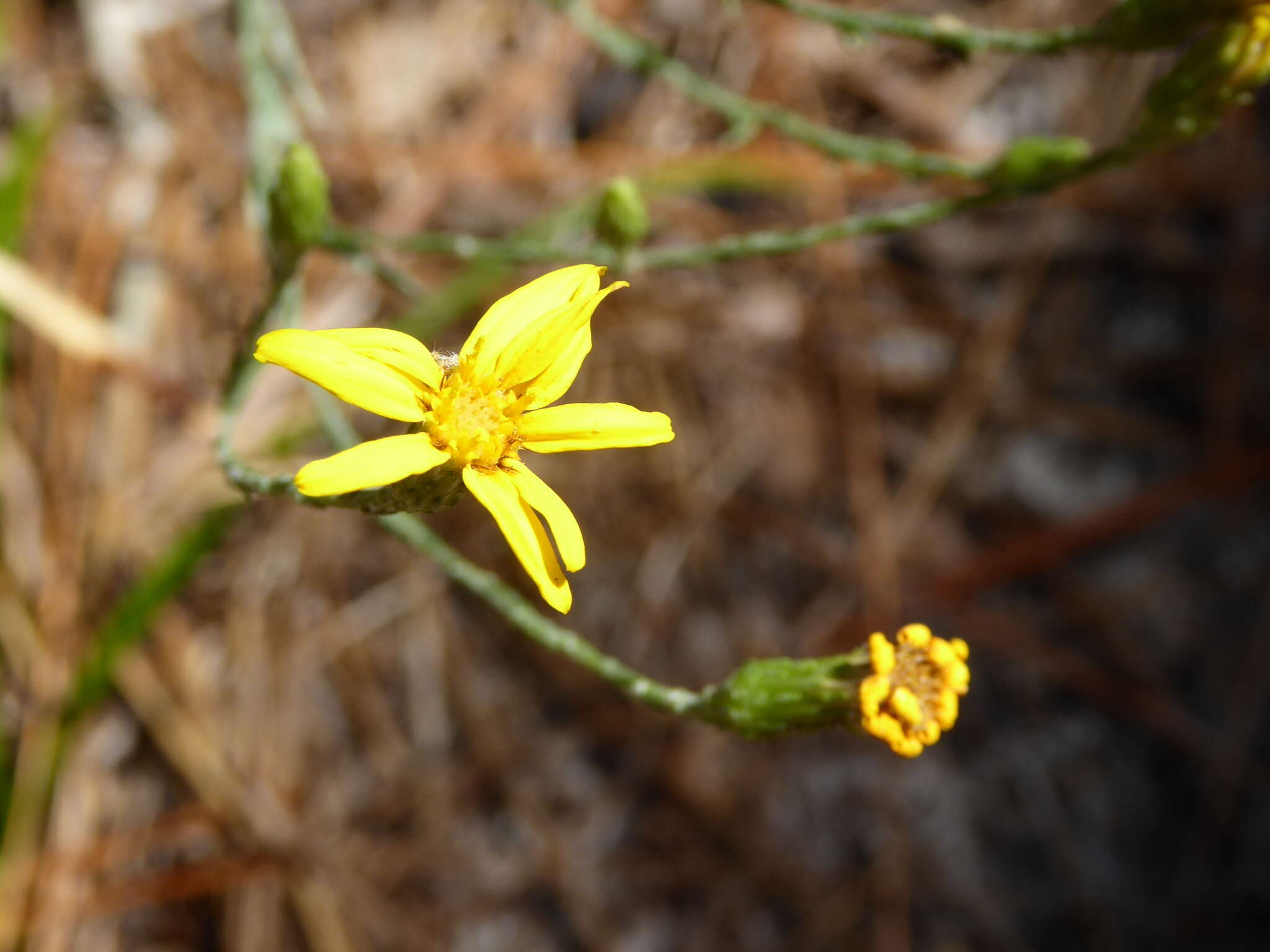 Image de Pityopsis graminifolia (Michx.) Nutt.