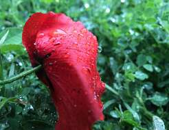 Image of corn poppy