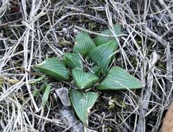 Image of Haworthia retusa (L.) Duval