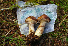 صورة Suillus serotinus (Frost) Kretzer & T. D. Bruns 1996