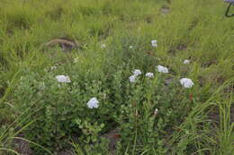 Image of plateau rocktrumpet