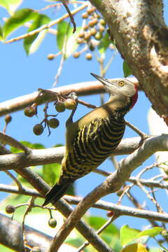 Image de Melanerpes Swainson 1832