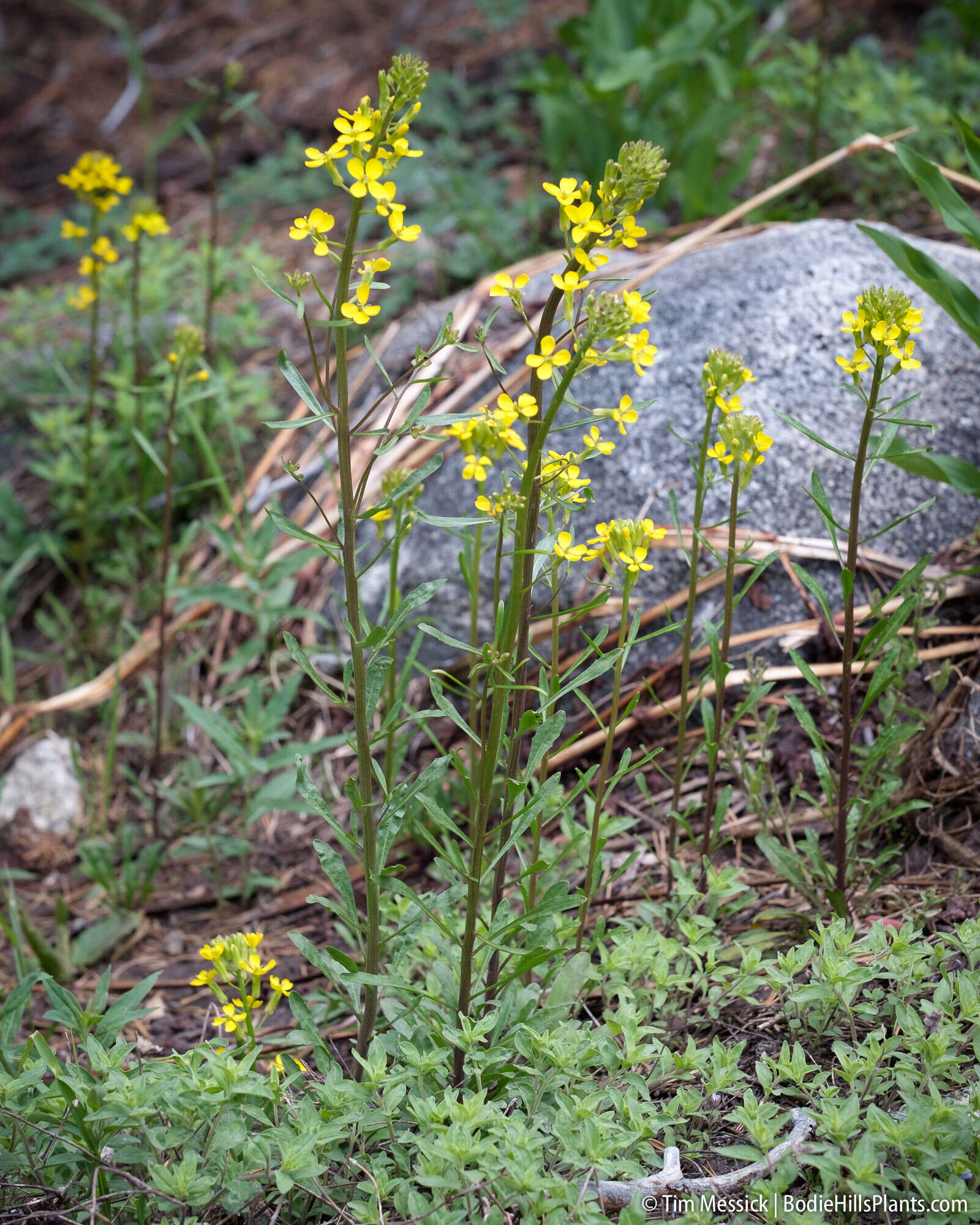 Image of sanddune wallflower