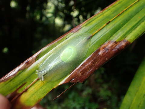 Image of <i>Gaeotis nigrolineata</i>