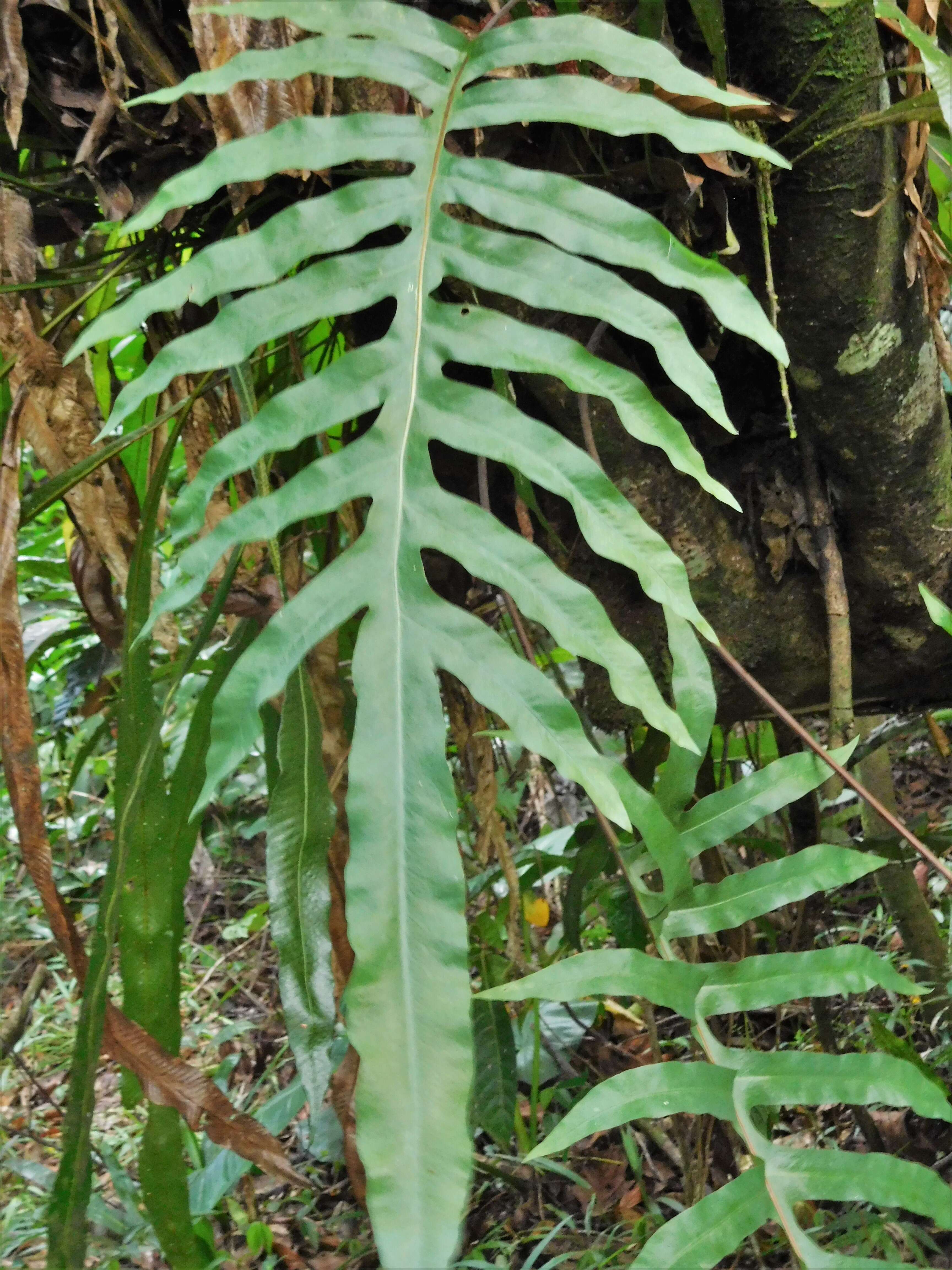 Image of golden polypody