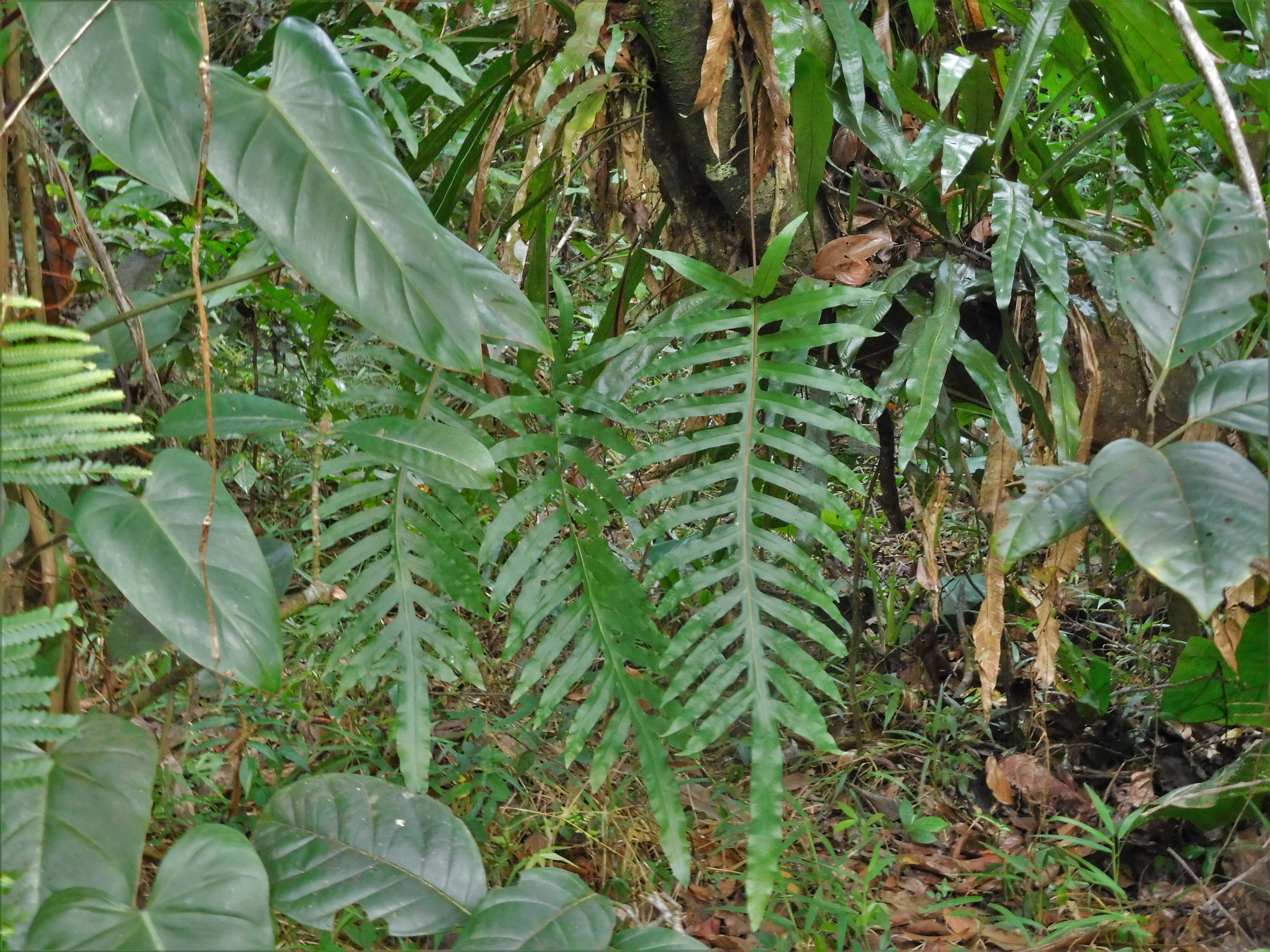 Image of golden polypody