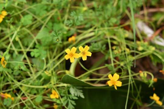 Image of <i>Bidens ballsii</i>