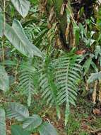 Image of golden polypody