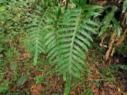 Image of golden polypody