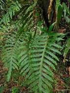 Image of golden polypody