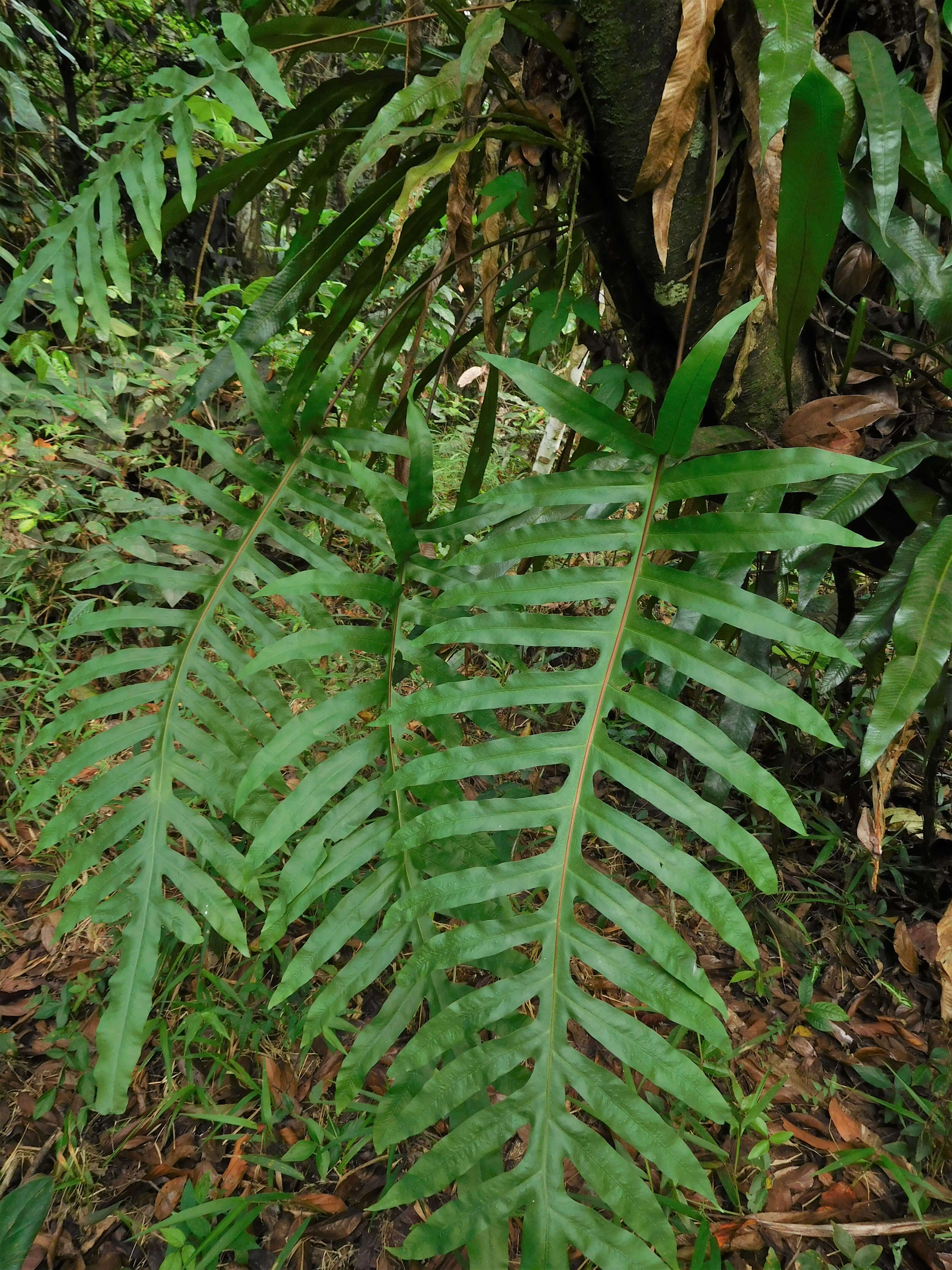 Image of golden polypody