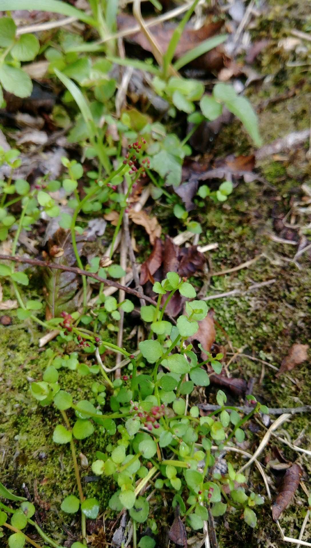 Image of Gonocarpus micranthus Thunb.