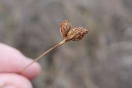 Image of Southern Umbrella Sedge