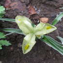 Image de Iris pseudocaucasica Grossh.