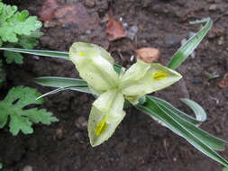 Image de Iris pseudocaucasica Grossh.