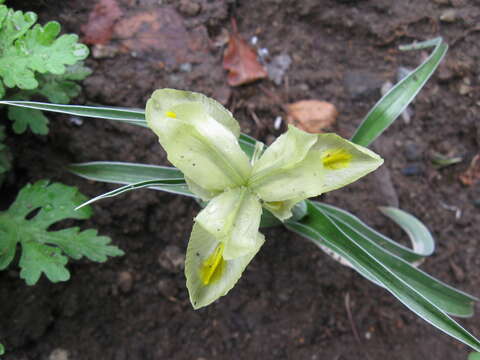 Plancia ëd Iris pseudocaucasica Grossh.