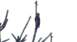 Image of Great Spotted Woodpecker