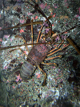 Image of Japanese Spiny Lobster