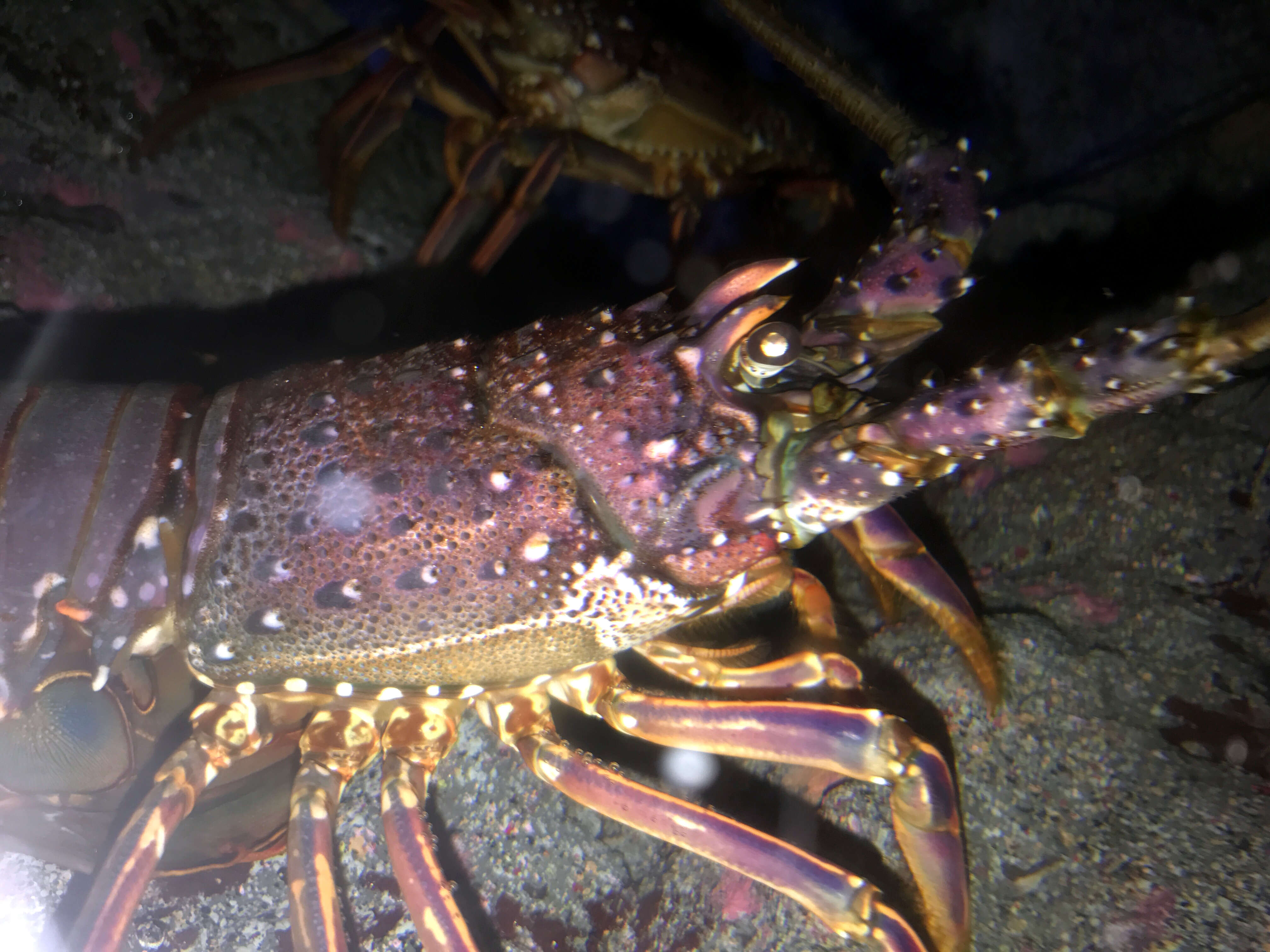 Image of Japanese Spiny Lobster