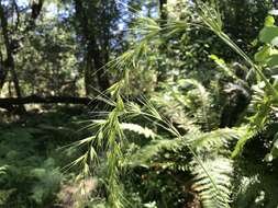 Elymus californicus (Bol. ex Thurb.) Gould的圖片