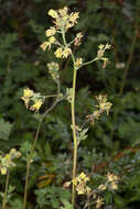 Image of lesser meadow-rue
