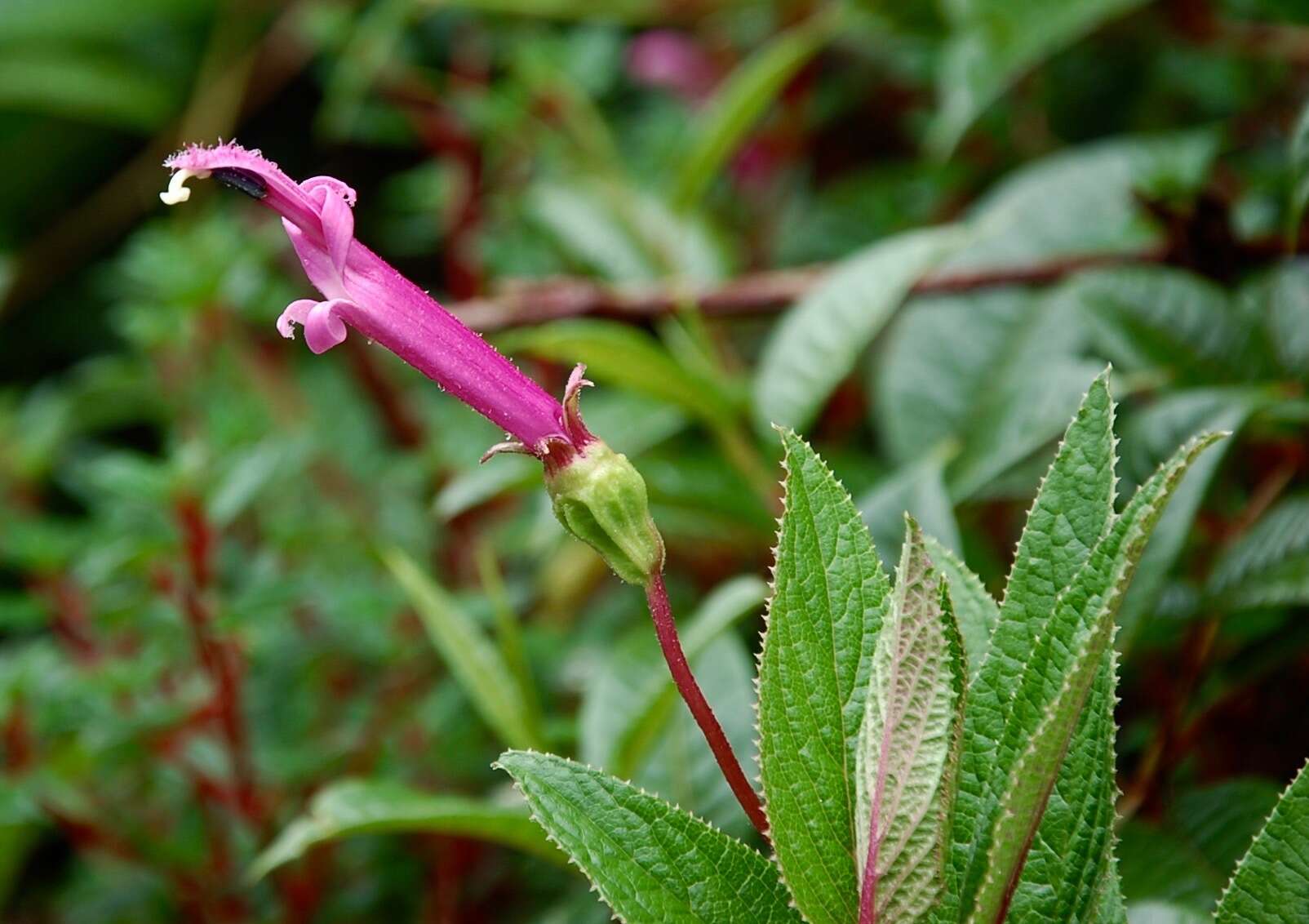 Image of Centropogon gutierrezii (Planch. & Oerst.) E. Wimm.