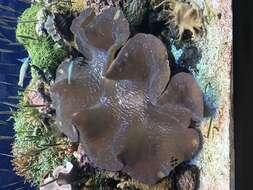 Image of Giant Clam