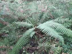 Image de Dryopteris affinis subsp. affinis