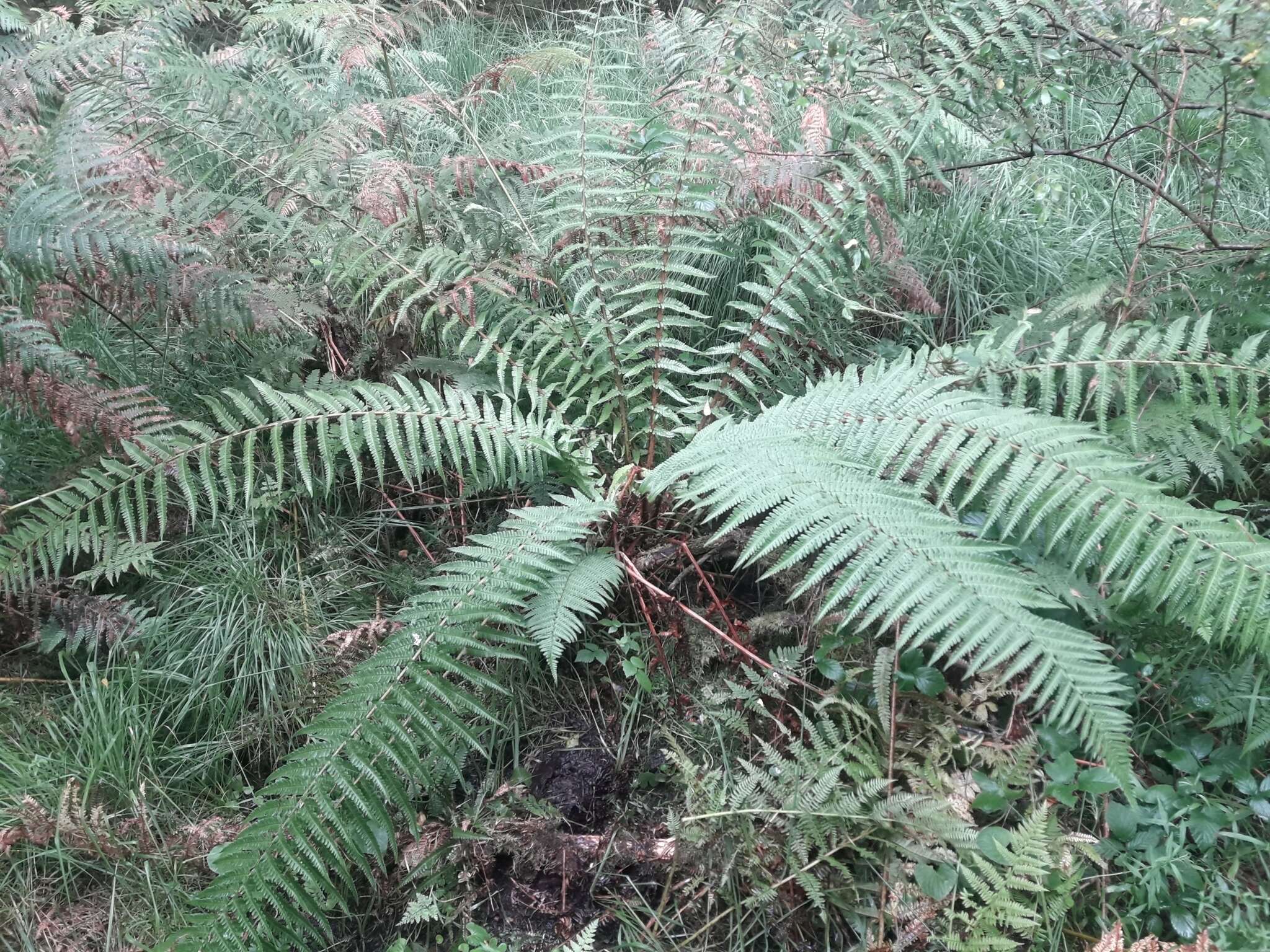 Image de Dryopteris affinis subsp. affinis