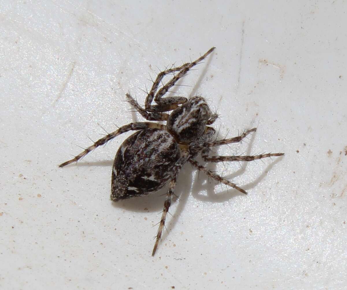 Image of Western Lynx Spider