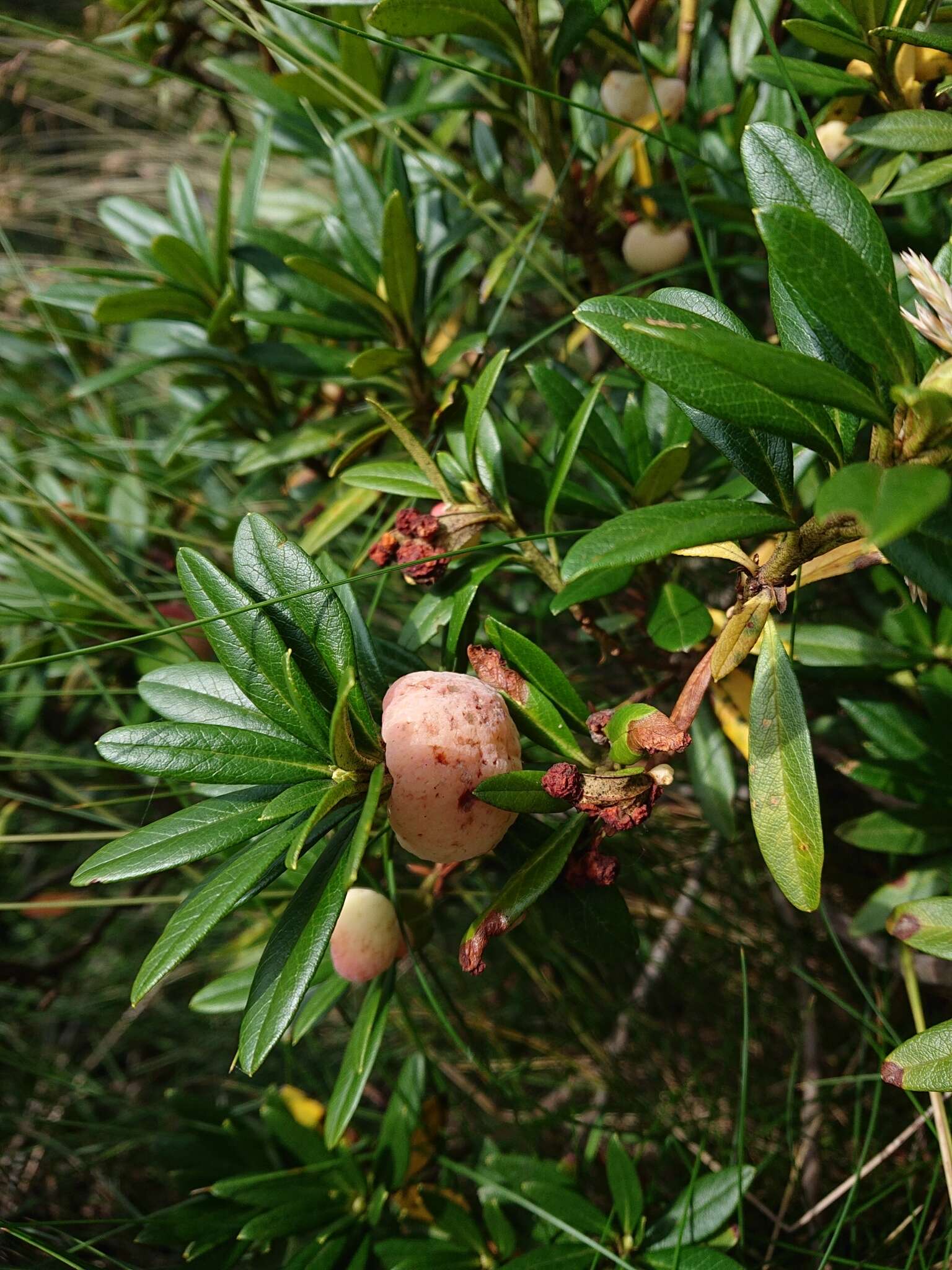 Image of Exobasidium rhododendri (Fuckel) C. E. Cramer 1874