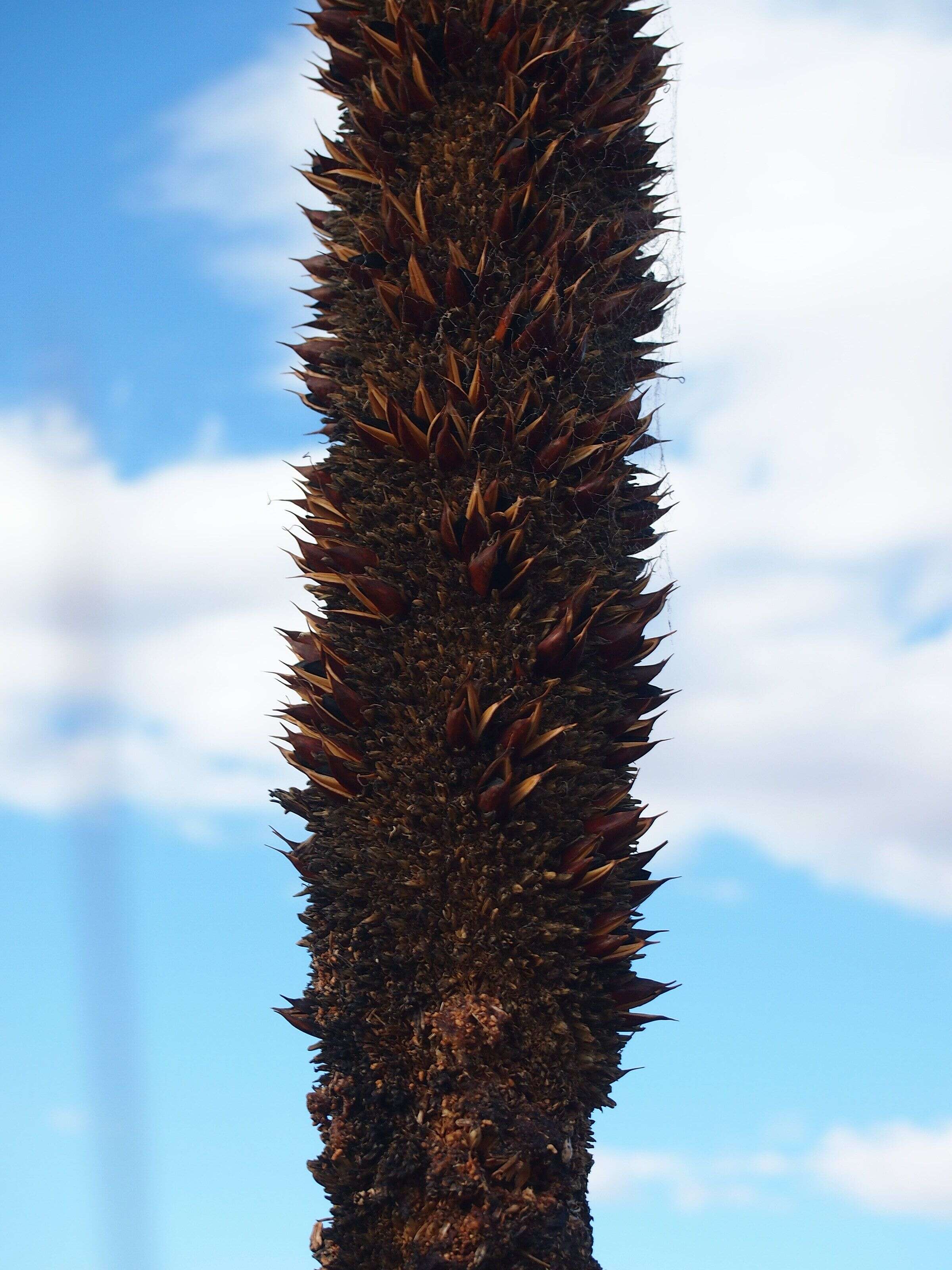 Image of Xanthorrhoea thorntonii Tate