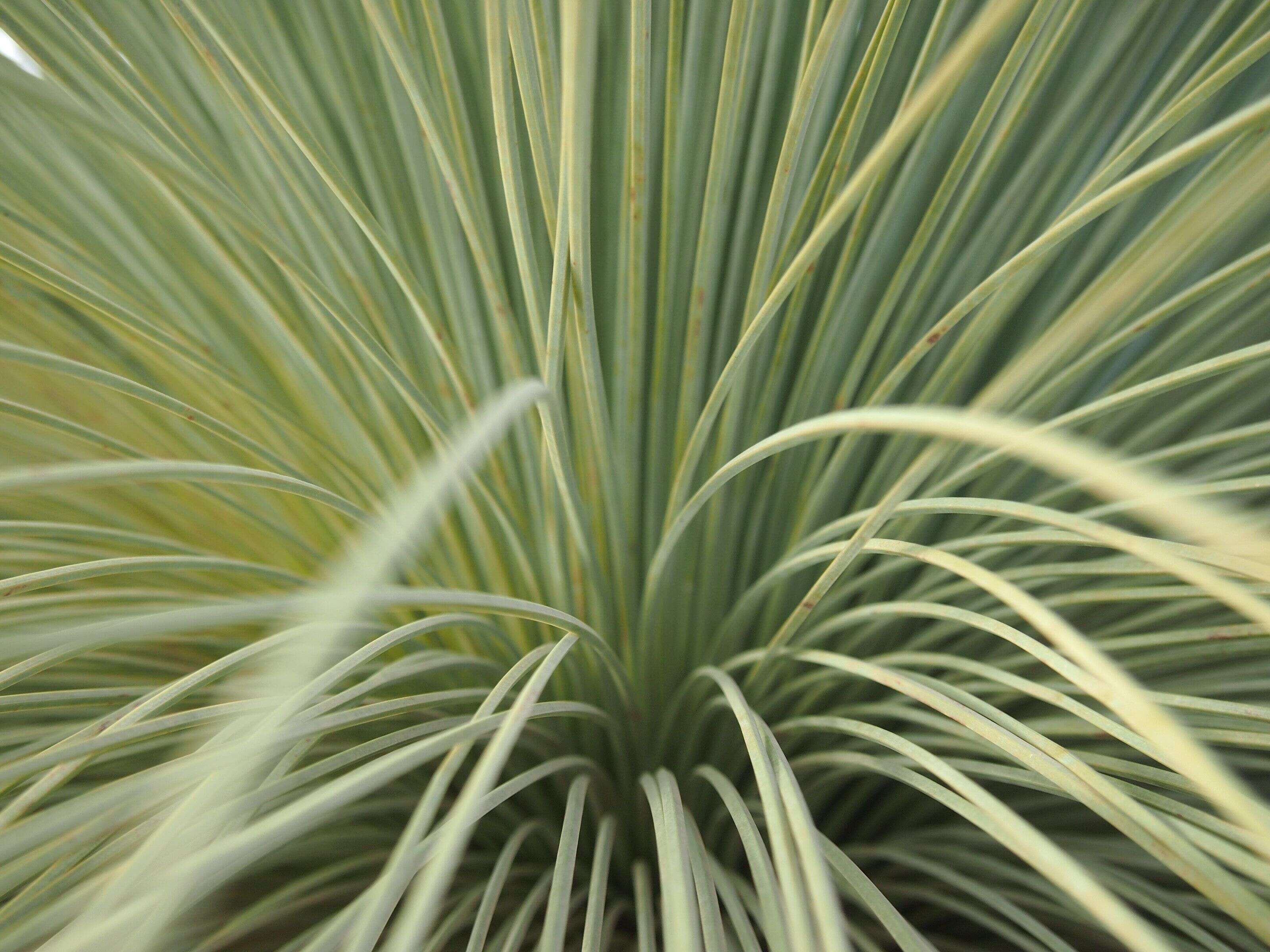 Image of Xanthorrhoea thorntonii Tate