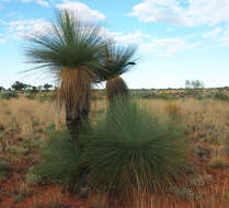 Image of Xanthorrhoea thorntonii Tate