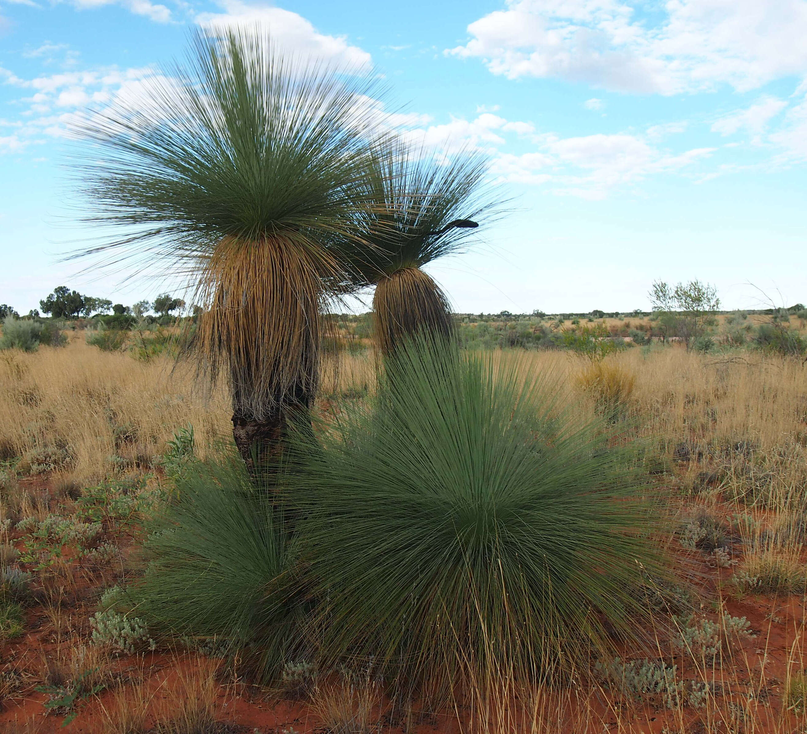 Image of Xanthorrhoea thorntonii Tate