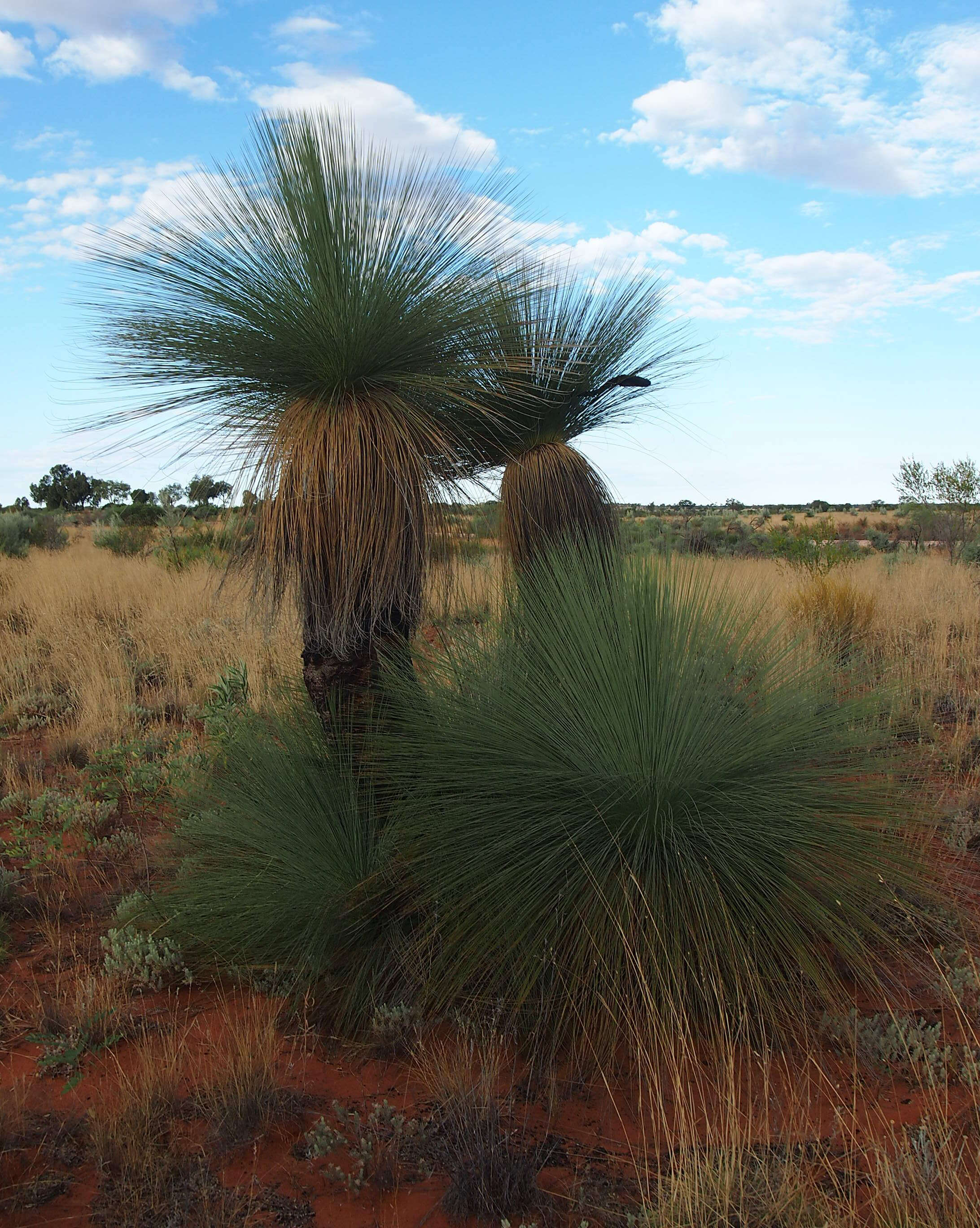 Image of Xanthorrhoea thorntonii Tate