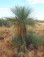 Image of Xanthorrhoea thorntonii Tate