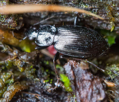 Imagem de Agonum (Agonum) placidum (Say 1823)