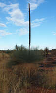 Image of Xanthorrhoea thorntonii Tate